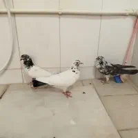 سه تا پرشی یک