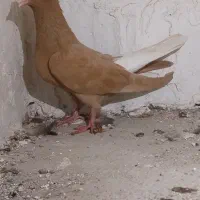 کبوتر رنگی|پرنده|گنبد کاووس, |دیوار