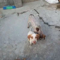 سگ دونبالان