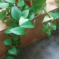 گل و گیاه طبیعی|گل و گیاه طبیعی|شیراز, ریشمک|دیوار