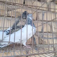 کبوتر|پرنده|اصفهان, منتظرالمهدی|دیوار