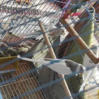 مرغ عشق|پرنده|سیمینه, |دیوار