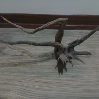 ریشه آبنوس آکواریوم|ماهی|یزد, |دیوار