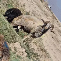 قوچ|حیوانات مزرعه|زنده رود, |دیوار