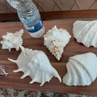 ۶ عدد صدف کلکسیونی خاص