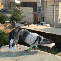 فروش ومعاوضه جفت دمب سفید معاوضه با گنجه یا توربند