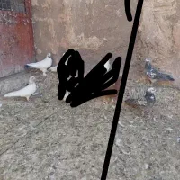 کبوتر|پرنده|قم, ولیعصر|دیوار