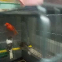 قناری قرمز ماده، طوسی ماده ، سیاه سفید نر مست