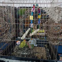 طوطی برزیلی و جوجه|پرنده|کرمانشاه, |دیوار