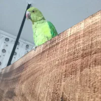 طوطی ملنگو|پرنده|تربت‌حیدریه, بالا ولایت|دیوار