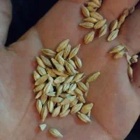 جو گندم شکسته ذرت|خدمات باغبانی و درختکاری|رامشیر, |دیوار