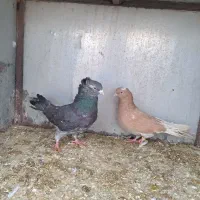 کبوتر پرشی|پرنده|گلپایگان, |دیوار