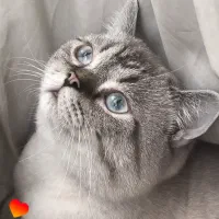 گربه