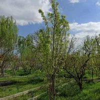فروش-زمین-برای-باغچه