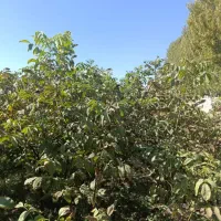 پخش تمامی نهالهـا|خدمات باغبانی و درختکاری|نمشیر, |دیوار