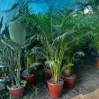 اریکا ۲متری