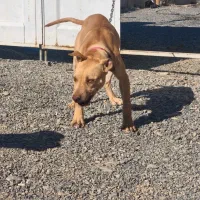 پیتبول داگو ژرمن|سگ|تهران, دکتر هوشیار|دیوار