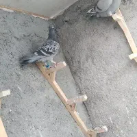 جوجه سبز پلاکی تاری شابال سفید