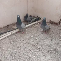 یک جفت سبز آلمانی با جوجه
