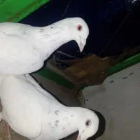 سه جفت پلاکی و سردار