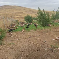 بوقلمون محلی 140عدد