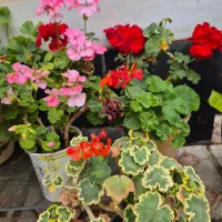 گل طبیعی|گل و گیاه طبیعی|اهر, |دیوار