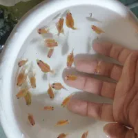 بچه ماهی گلدفیش مرواریدی یا پراسکال