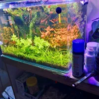 اکواریوم پلنت|ماهی|تهران, جوادیه تهرانپارس|دیوار