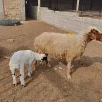 گوسفند با بره نر درجه یک