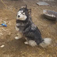 سگ هاسکی چشم آبی|سگ|نقده, |دیوار