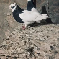 ماده سیاه زغالی