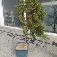 شمشاد درخت یاس هلندی گل و گیاه