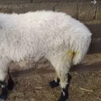 دوتا بره نر