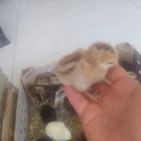 جوجه محلی اصلی و جوجه اردک شمال