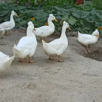 جوجه برهما و اردک|حیوانات مزرعه|مشهد, ویلاشهر|دیوار