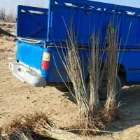 با قیمت مناسب بخر|خدمات باغبانی و درختکاری|پیرانشهر, |دیوار