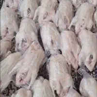 فروش مرغ محلی اردک روسی ومحلی به صورت کشتار آماده