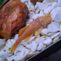 کت پوزه ۱۷ سانتی