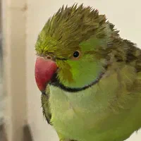 طوطی ملنگو سبز گم شده