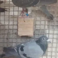 دسته کفتر پلاکی