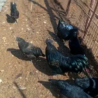 تخم نطفه دار ایام سمانی اندونزی|حیوانات مزرعه|یزد, |دیوار