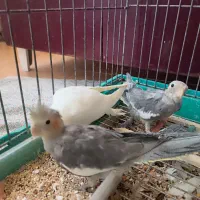 بچه عروس هلندی