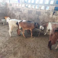 کهره|حیوانات مزرعه|باغ ملک, |دیوار