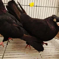 یه جفت زاغ ملقی