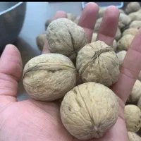 فروش گردو و بادام و مغز فندوق سفید|خوردنی و آشامیدنی|رفسنجان, |دیوار