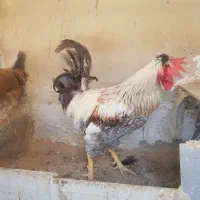 مرغ و خروس محلی