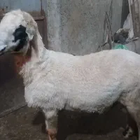 قوچ فروشی