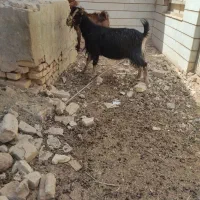 بز و کره و چپیش|حیوانات مزرعه|میبد, |دیوار