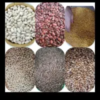 پخش خیارشور همدان لوبیا چیتی عدس و...|خوردنی و آشامیدنی|کرج, محمود آباد|دیوار