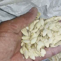 تخم کدو|خوردنی و آشامیدنی|اصفهان, امین‌آباد|دیوار